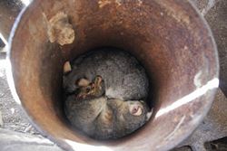 These possums were almost cooked when the furnace next to them was lit - lucky they were seen! - Victoria