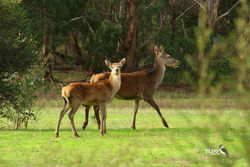 Female Red Deer and Fawn - feral species of the Grampians National Park Victoria