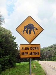 Robber Crab Road Sign - by Linda Cash - Christmas Island