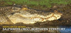 Saltwater Croc warms his huge body in the morning sun at Corroboree Billabong - NT