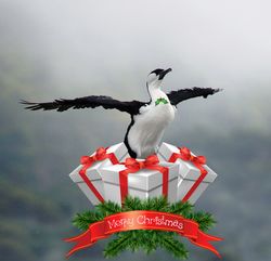 Fourth Day of Christmas is Santa's Sleigh Team Tryouts for the Black Faced Cormorant