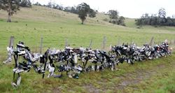 A fence made out of shoes - why? Who knows. - Tasmania