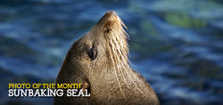 Sunbaking Seal - Narooma New South Wales - The Land Down Under