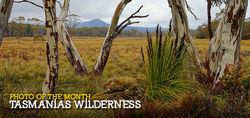 The wilderness of Tasmania. 