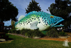 The Giant Murray Cod - Swan Hill VIC