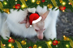 The 2nd day of Christmas this little Wallaby Joey wants out - it's Christmas!