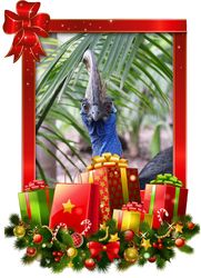 The 3rd Day of Christmas is a Cassowaries Christmas!