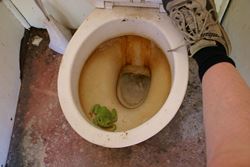 Green Tree Frog has made itself at home in to the loo! - Northern Territory