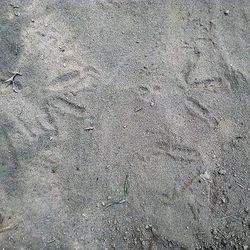 Unknown Shorebird Tracks