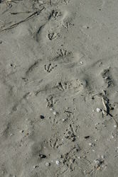 Unknown Shorebird Tracks