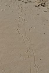 Unknown Shorebird Tracks
