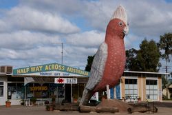 The Big Galah - South Australia