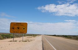 Watch our for wildlife in the wide open spaces of Australia