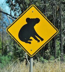 Watch Out for Koalas Road Sign - photo by Penny Smith