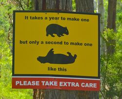 Watch out for wombats - it takes too long to make new ones. Photo by Penny Smith