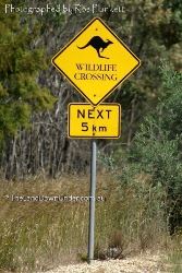 Wildlife Crossing - keep an eye out for more than the roos - Victoria
