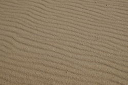 Wind Tracks - these tracks were made by the wind blowing across the sands.