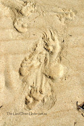 Wombat Tracks on the beach - Tasmania