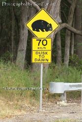 Watch for Wombats in the area from Dusk to Dawn - Victoria