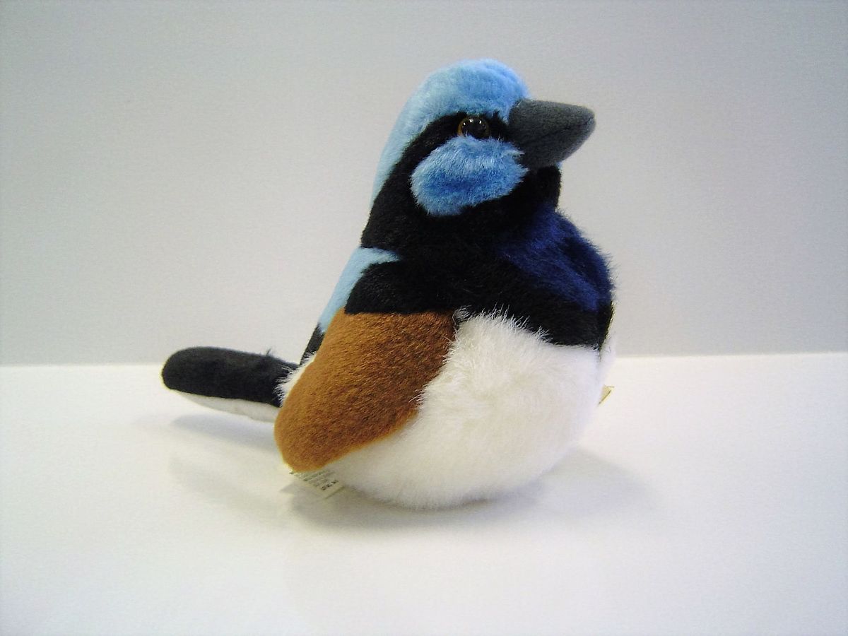 Superb blue wren with realistic call.