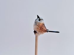 Blue Fairy Wren Pencil - The Land Down Under